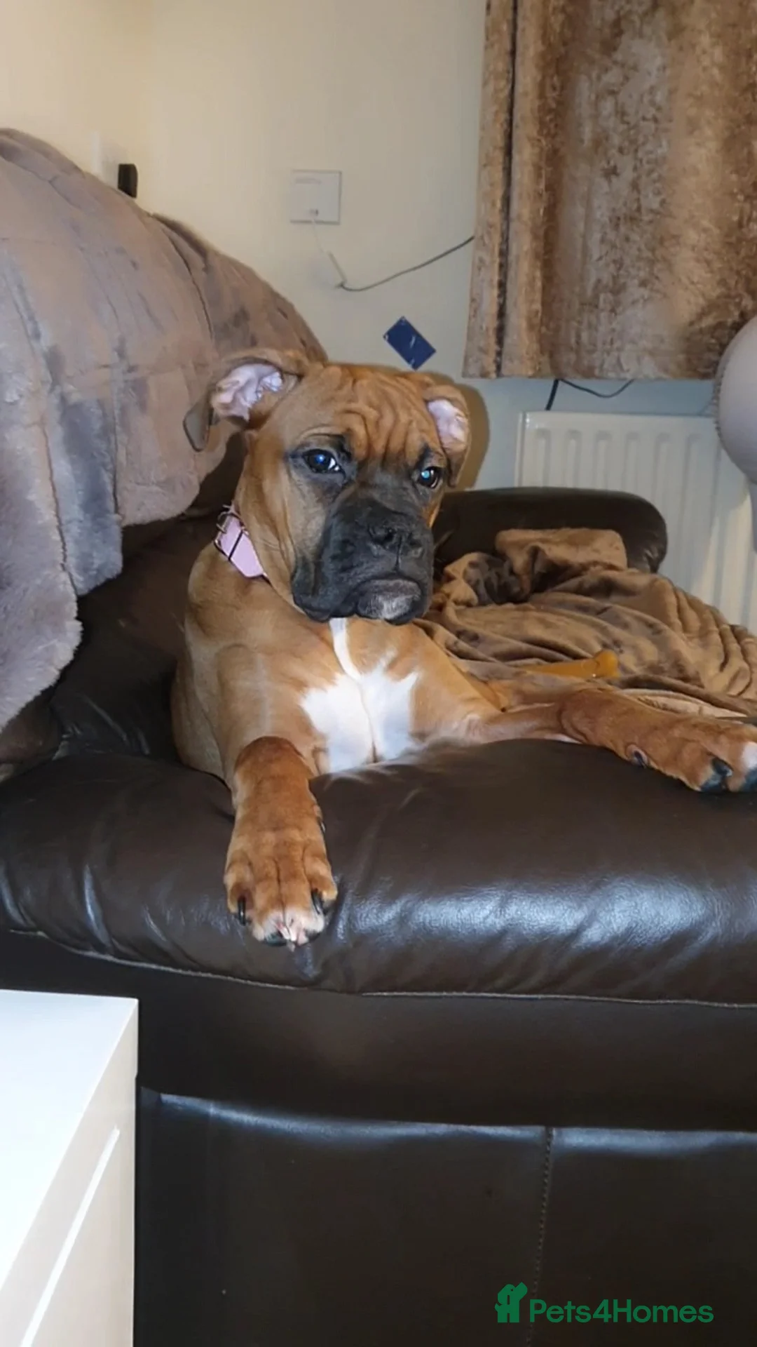 Boxer dogs for sale: Boxer  - Advert 29