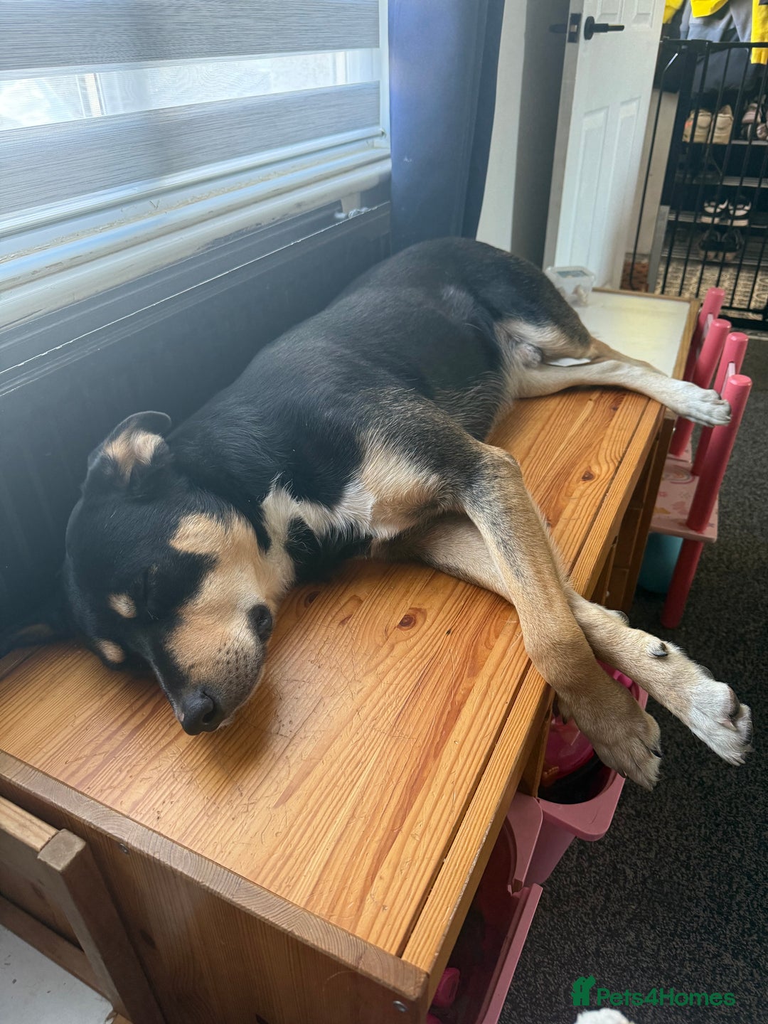 Mixed Breed dogs for sale: Our beautiful boy Koda💙 - Advert 5