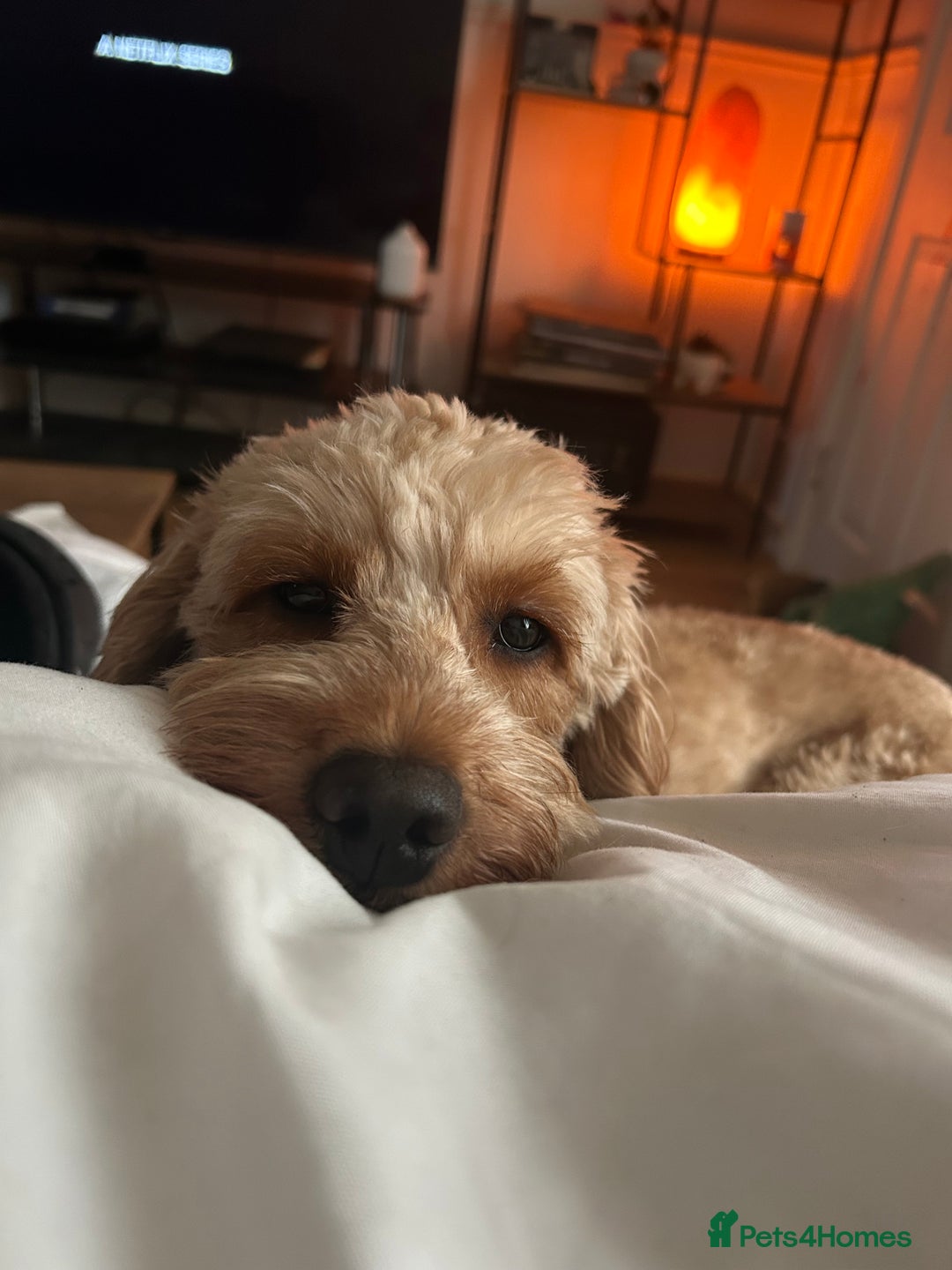 Cockapoo dogs for sale: Cockapoo puppies for sale 🩵🩷 - Image 6