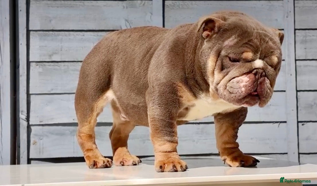 English Bulldog dogs  City’s Tiney true miniature English bulldog  - Advert 1