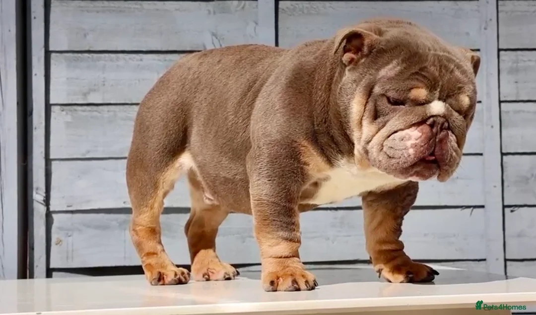 English Bulldog dogs for stud:  City’s Tiney true miniature English bulldog  - Advert 1