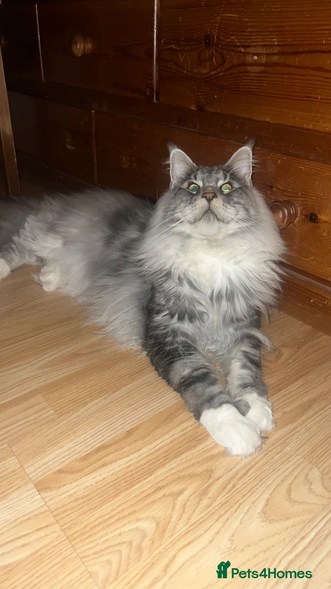 Maine Coon cats for sale: Maine coon x calico kittens for sale  - Advert 2
