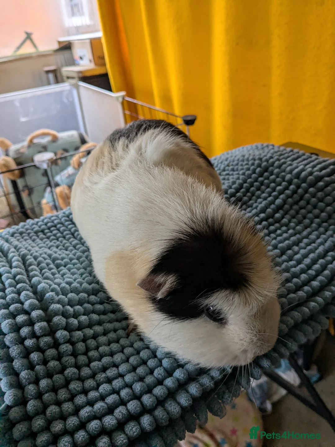 Guinea Pig rodents for sale: Male guinea pig. - Advert 1