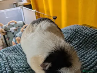 Guinea Pig rodents Male guinea pig. - Advert 4