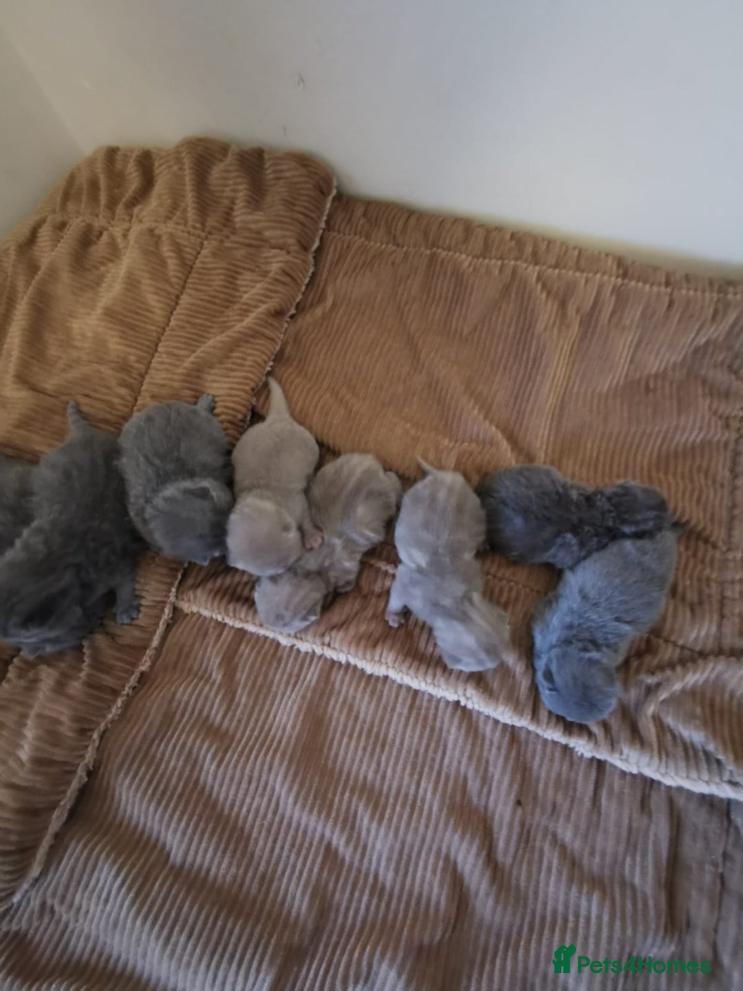 British Shorthair cats for sale: GCCF REGISTERED BRITISH SHORTHAIRED KITTENS - Advert 7