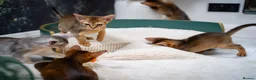 Abyssinian cats for sale: Majestic Abyssinian Boy-READY NOW-Champion Line - Advert 27