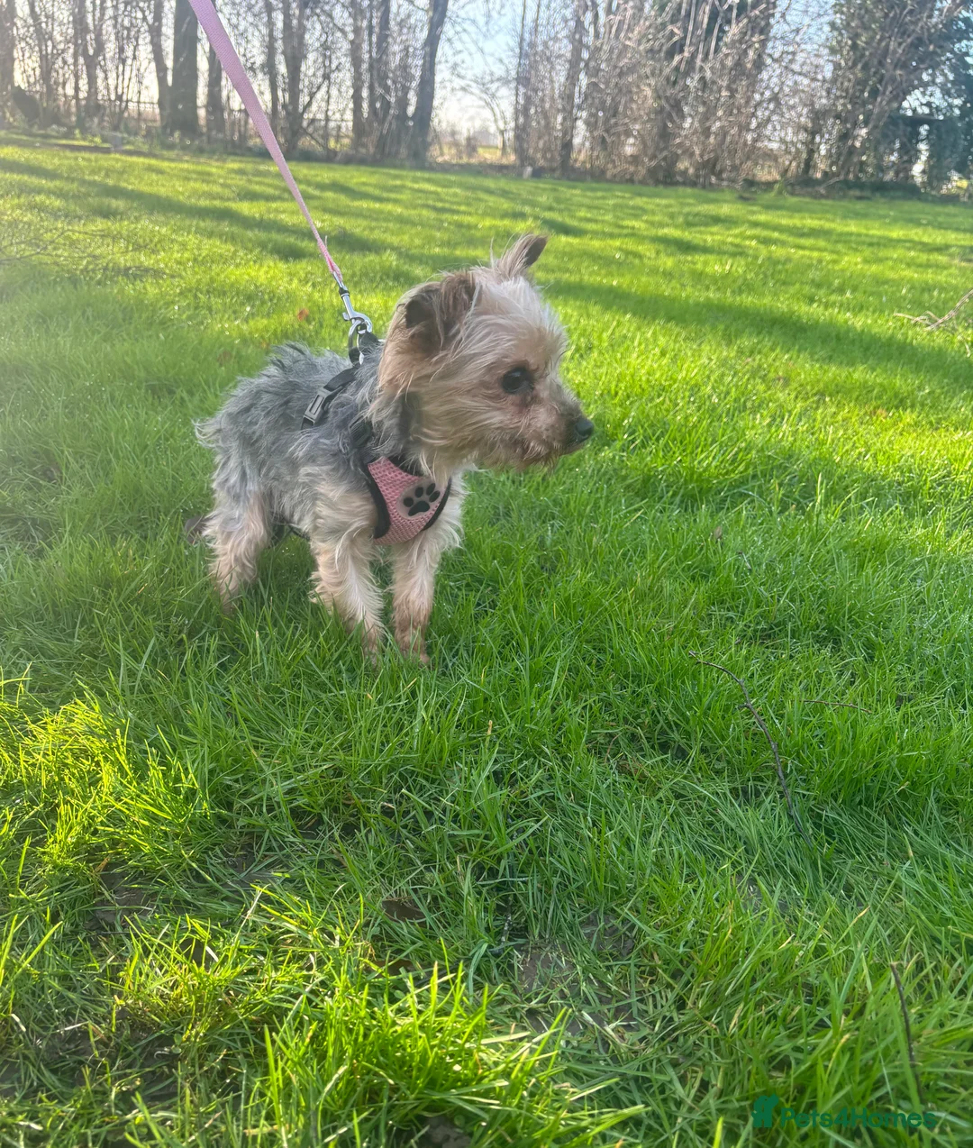 Yorkshire Terrier dogs for sale: KC Reg Yorkshire Terrier adult Girl - Advert 4