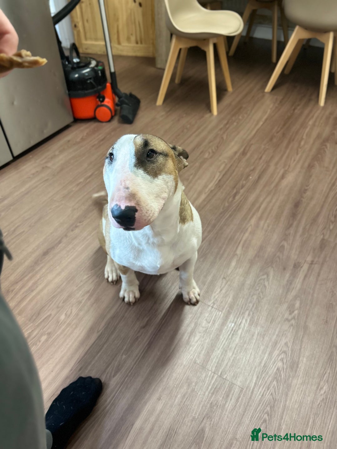 English Bull Terrier dogs for sale: 1yr old English bull terrier  - Image 2