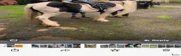 Irish Cob horses for sale: Baby girl  in Stoke-on-Trent - Advert 4
