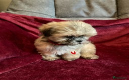 Lhasa Apso dogs for sale: Lhasa Apso Puppies 🐶  - Image 23