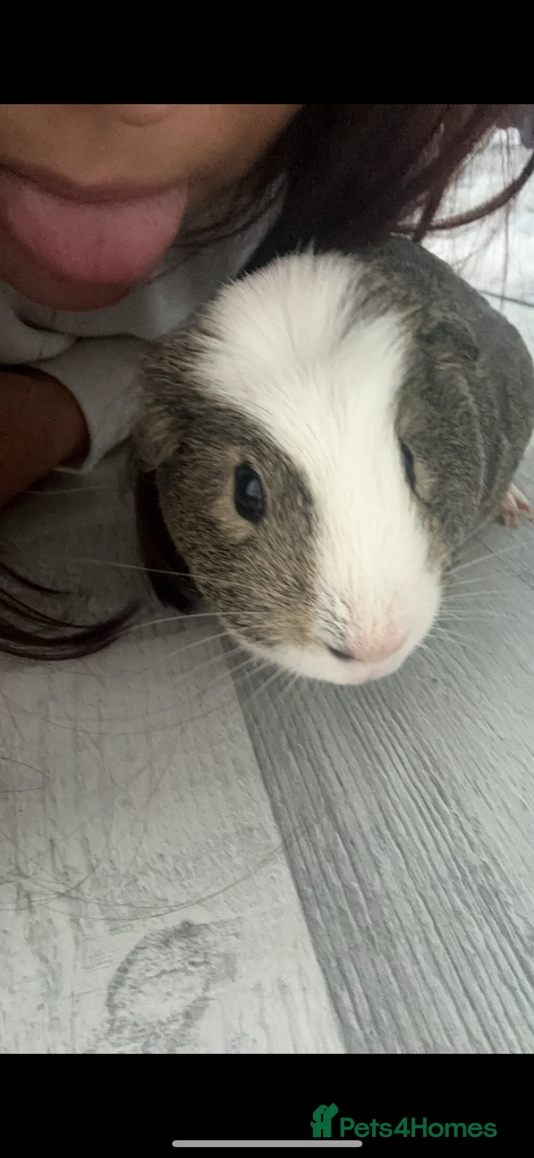 Guinea Pig rodents for sale: Two male guinea pigs - Advert 1
