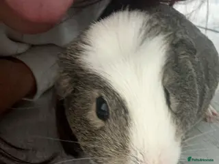 Guinea Pig rodents Two male guinea pigs - Advert 16