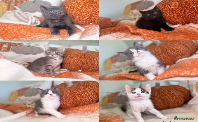 Mixed Breed cats - Advert 14