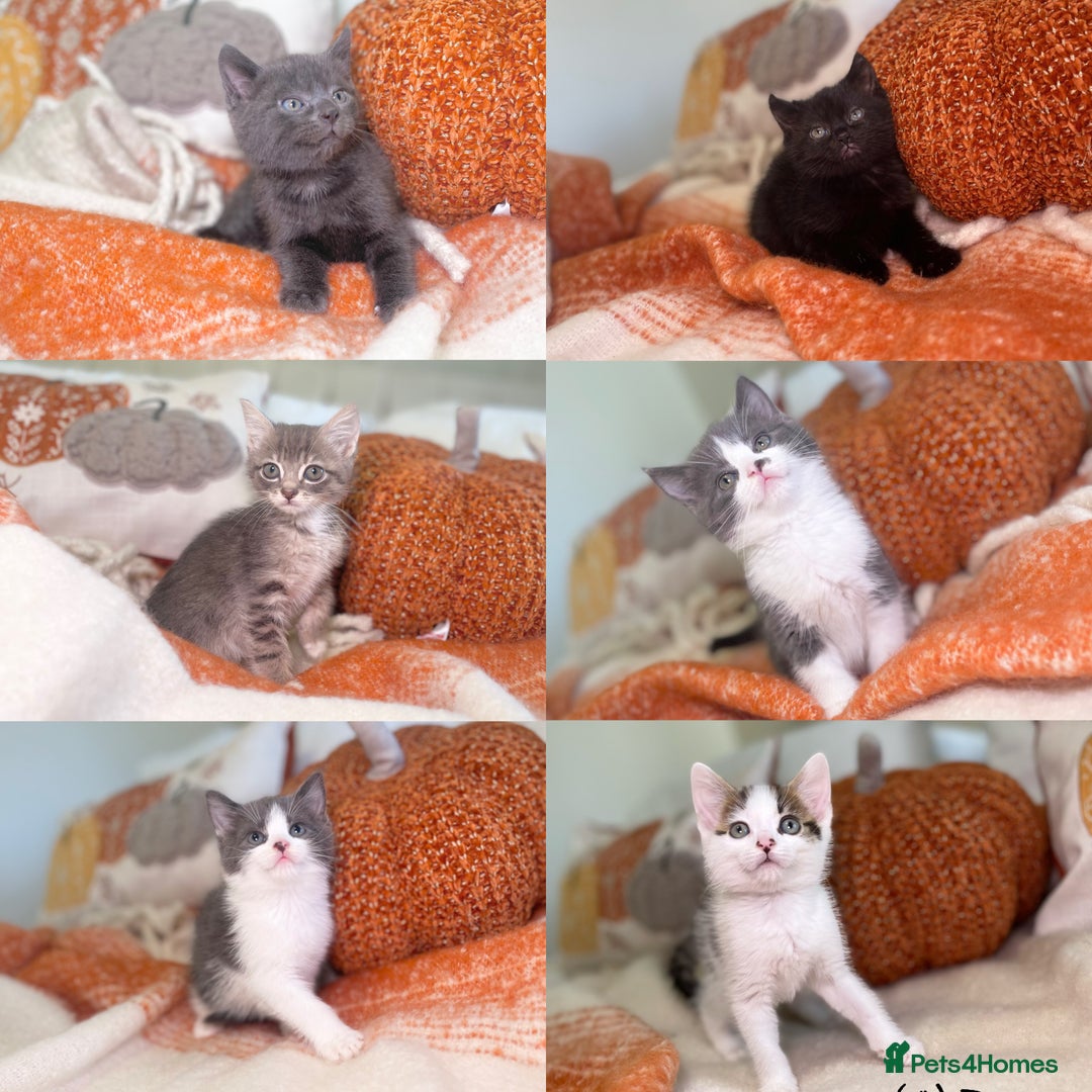 Mixed Breed cats for sale: Beautiful kittens 8 weeks old ready now  - Image 1