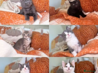 Mixed Breed cats - Advert 13