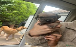 Great Dane dogs for sale: Champion Great Dane puppies for sale - Image 2