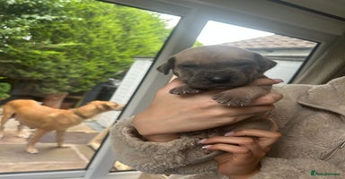 Great Dane dogs - Advert 2