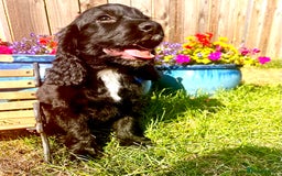Sprocker dogs for sale: Quality Sprocker Spaniels last Black Boy ! - Image 17