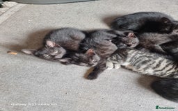 Mixed Breed cats for sale: Mixed breed kittens for sale - Image 3