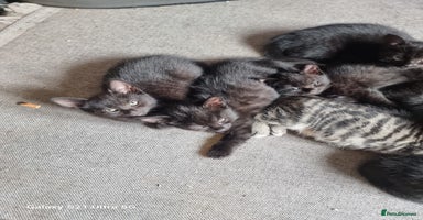 Mixed Breed cats - Advert 12