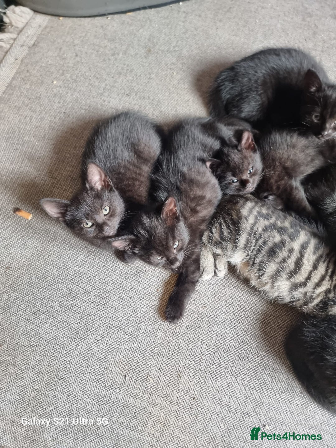Mixed Breed cats for sale: Mixed breed kittens for sale - Image 3