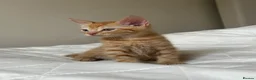 Mixed Breed cats for sale: Kittens - Advert 3