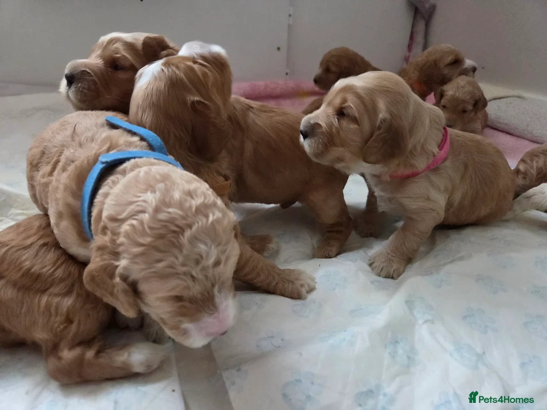 Cockapoo dogs for sale: F2 Cockapoo Puppies - Advert 7