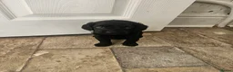 Cockapoo dogs for sale: Beautiful Litter of Stunning Cockerpoo Puppies - Advert 24