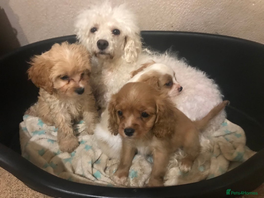 Cavapoo dogs for sale: DNA health tested F1 cavapoo BVA heart/eyes - Image 2