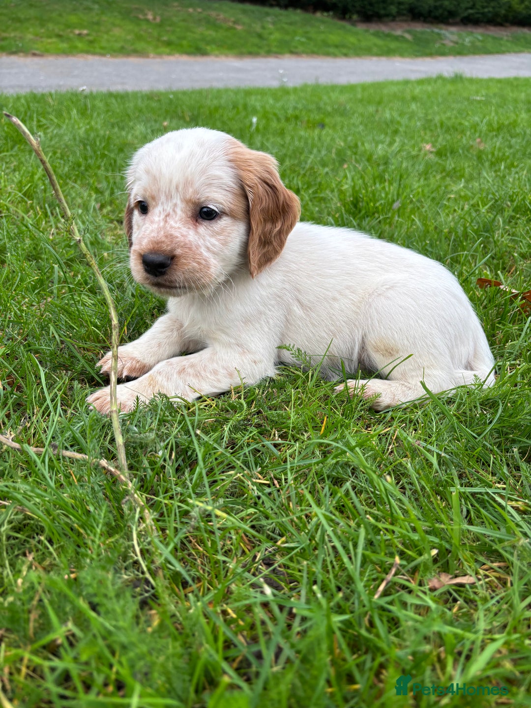 Sprocker dogs for sale: 🧡 Sprocker Puppies 💛 - Image 2