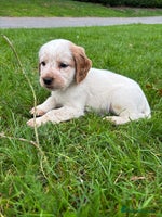 Sprocker dogs - Advert 6