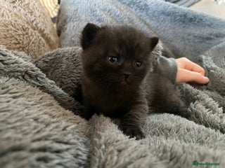 British Shorthair cats Black boy Cinnamon carrier - Advert 7