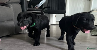 Labrador Retriever dogs - Advert 8