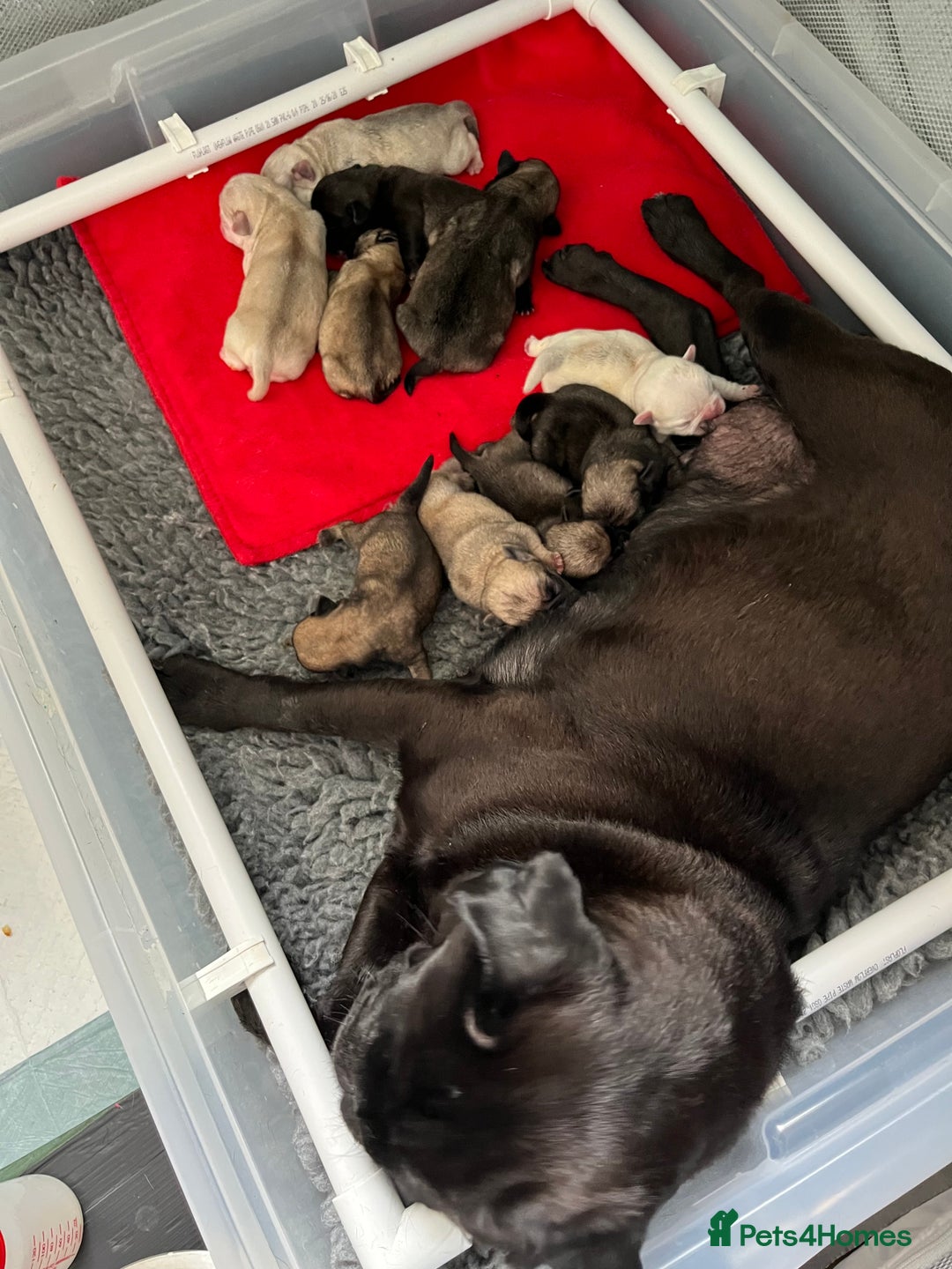 Pug dogs for sale: Gorgeous KC Reg Pug Litter Of 10 - Image 13