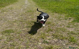 Mixed Breed dogs for sale: Bulldog cross  - Image 4