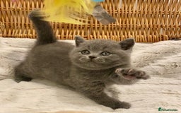 British Shorthair cats for sale: 🧸EXCEPTIONAL QUALITY PURE BREED BSH TEDDY BEARS🧸 - Advert 34