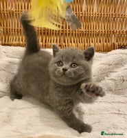 British Shorthair cats - Advert 14