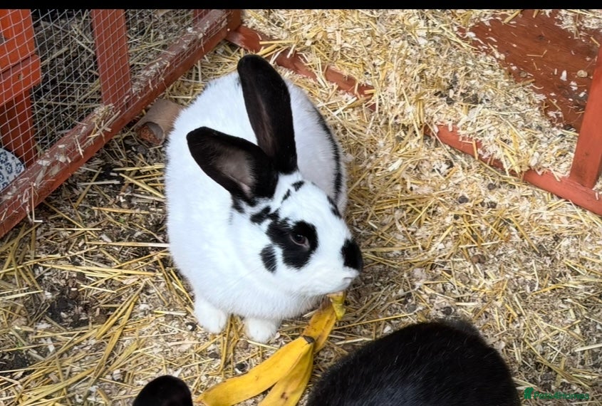 Mixed Breed rabbits Continental giant x lop - Advert 11