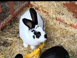 Mixed Breed rabbits Continental giant x lop - Advert 11