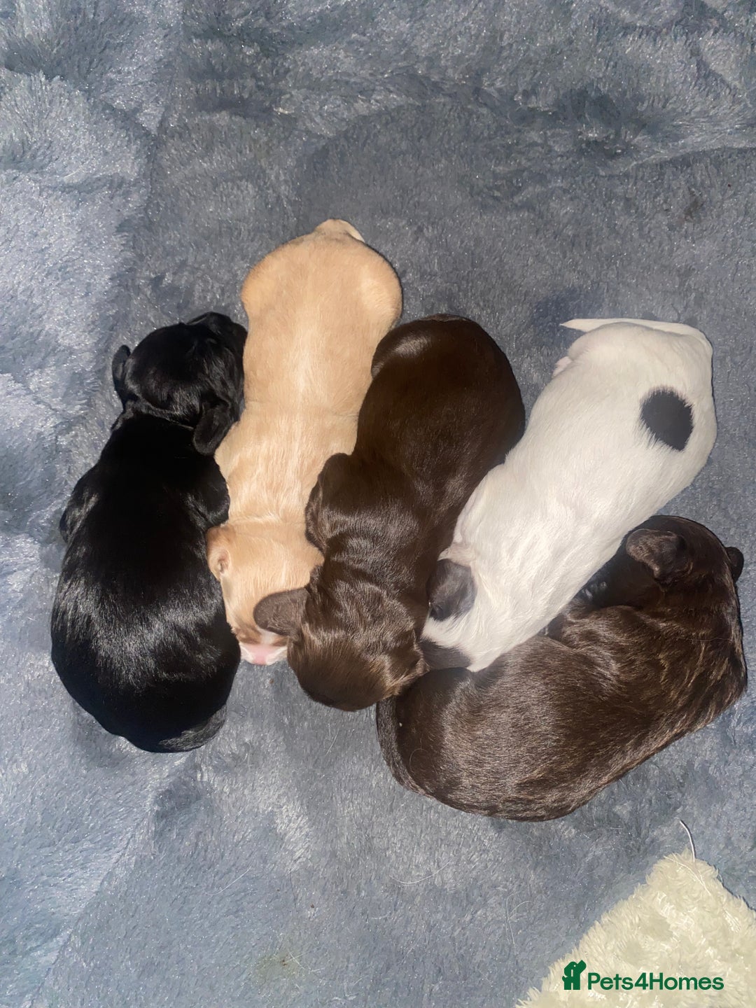 Cocker Spaniel dogs for sale: Cocker Spaniel Puppies  - Image 6