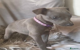 Whippet dogs for sale: Beautiful KC Reg Blue Whippet puppies - Image 32