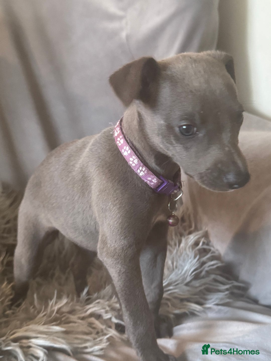 Whippet dogs for sale: Beautiful KC Reg Blue Whippet puppies - Image 32
