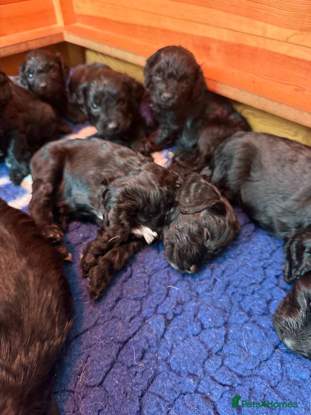 Sproodle dogs for sale: Stunning Sproodles  - Advert 11