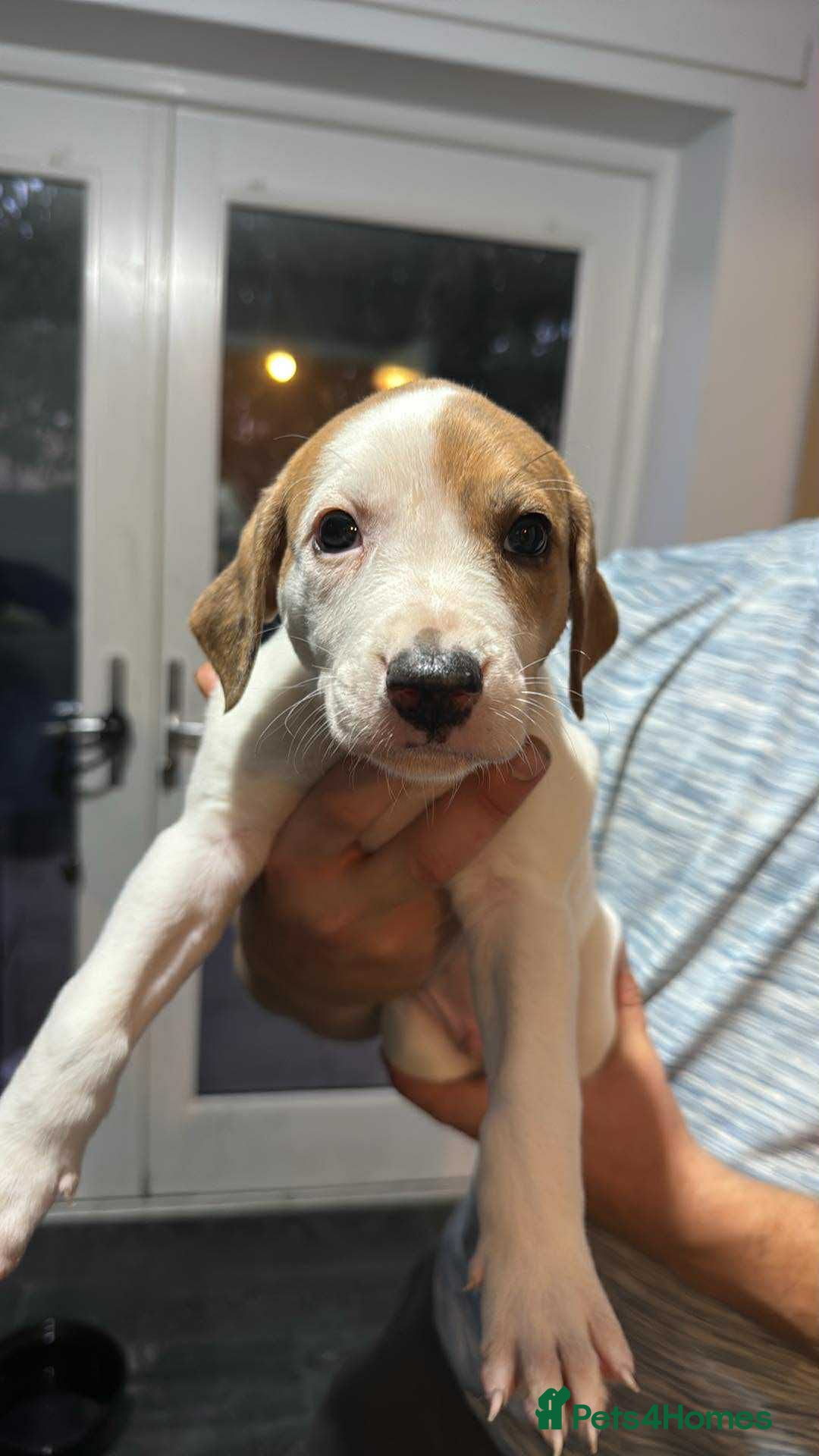 Lurcher dogs for sale: Lurcher pups looking for their forever 🏡 - Image 6