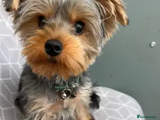 Yorkshire Terrier dogs Teddy - Advert 1