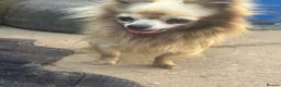Chihuahua dogs for sale: Male creme longfur chihuahua and jackrusselterrier - Advert 15
