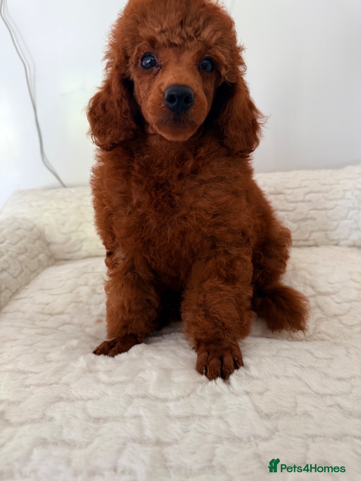Toy Poodle dogs Beautiful babies available.  - Advert 1