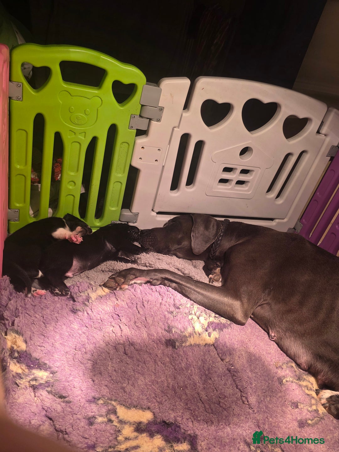 Mixed Breed dogs for sale: Beautiful saint dane puppies - Advert 1