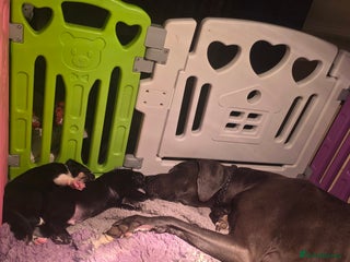 Mixed Breed dogs Beautiful saint dane puppies - Advert 3