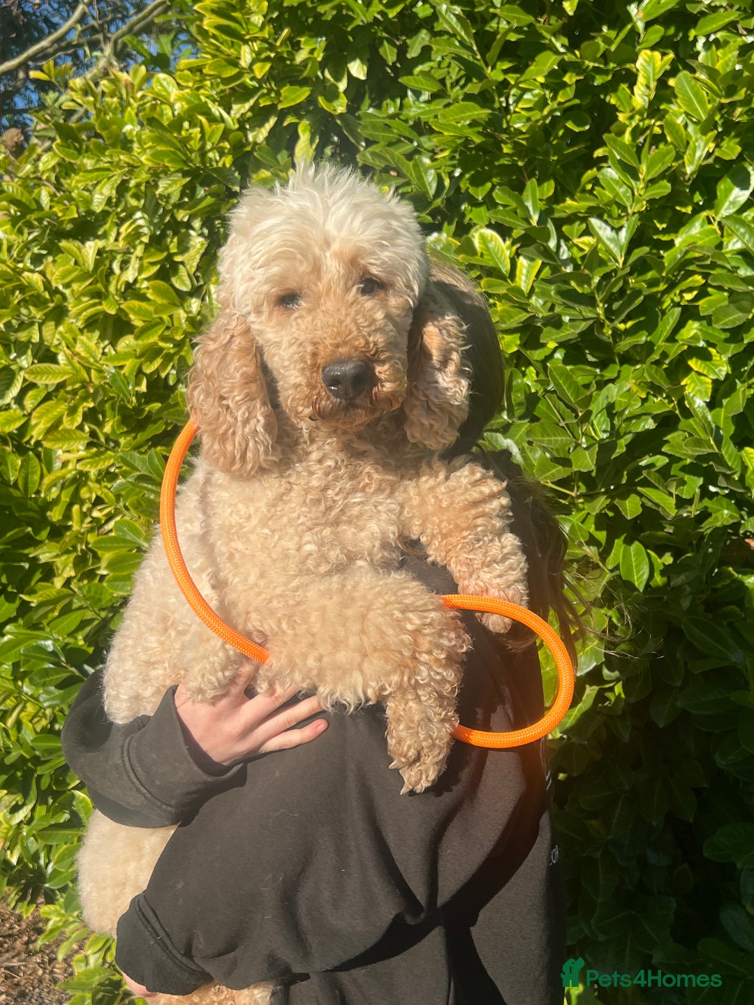 Labradoodle dogs for sale: Gorgeous labradoodle puppies - Advert 28